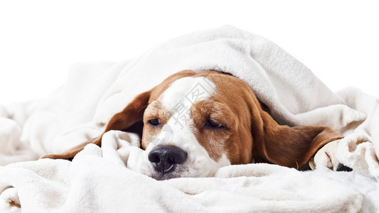 非常生病的狗在毯子下图片