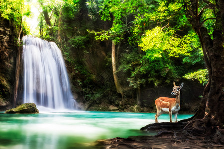 泰国北碧府四面佛瀑布的五层与动物亲爱的图片