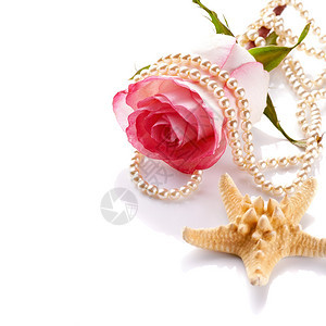 粉红玫瑰在白色背景上的玫瑰粉红色的花带有珍珠和海图片