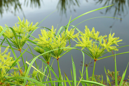 Cyperus气味的花朵Lpa图片