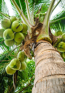 泰国花园里新鲜椰子树的特写图片