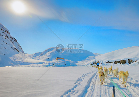 狗拉雪橇在寒冷的风景北极格陵兰图片