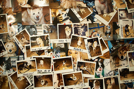 墙上有各种各样的狗背景图片