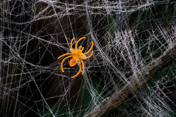 假棉网中的橙色玩具蜘蛛是欢乐万圣节图片