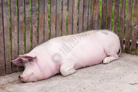 猪放松地躺在猪圈里睡觉图片素材