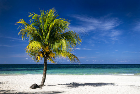 热带白沙滩有椰子树深蓝色天图片