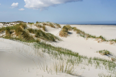 在荷兰海岸的沙丘图片