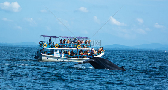 深海中的大蓝鲸图片