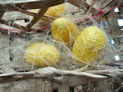 蝴蝶,特写婚礼自然的免费下载版正照片  |黄色蝴蝶,特写环境的野生