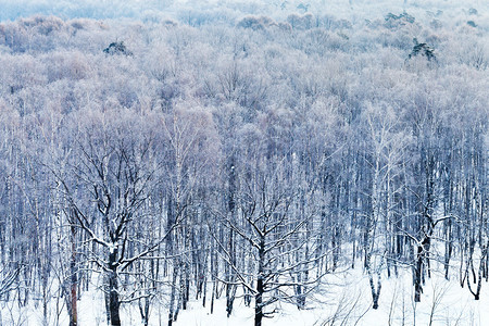 冬天白雪皑的森林上空的寒冷蓝色黎明图片