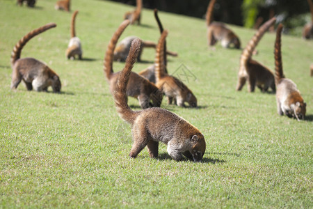 Nasuanasua南美洲Coati环图片