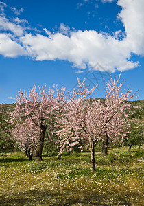 西班牙阿利坎特的花朵中的杏树果园图片