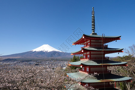 春天的富士山樱花图片