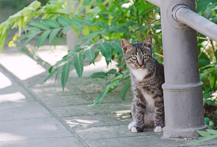 户外可爱的街头小猫图片