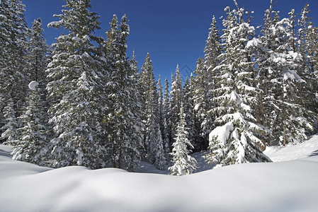 科罗拉多冬季风景在重雪暴后布列肯图片