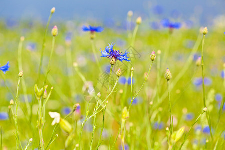 田野上的矢车菊蓝花图片