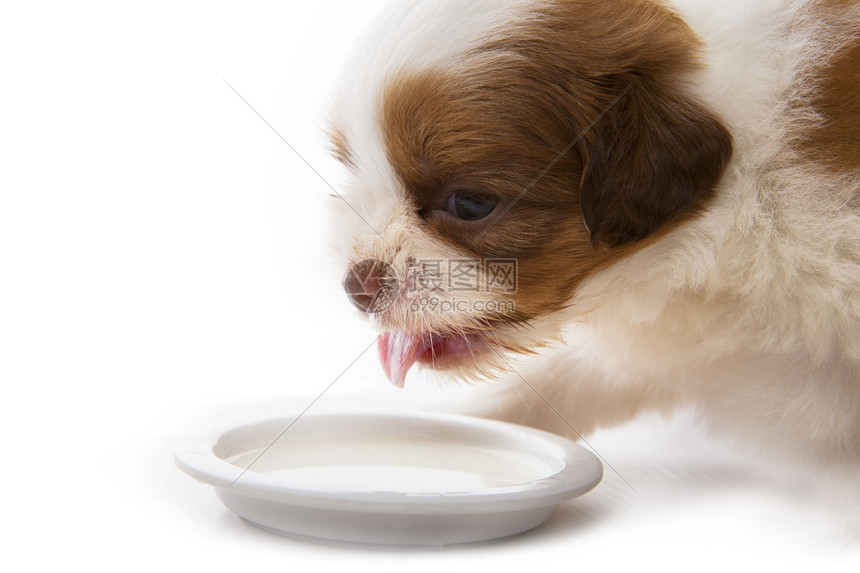 特写脸西施幼犬在白色背景的食物盘中吃牛奶图片