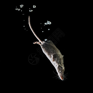 水生动物Neomys图片