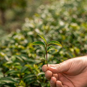 茶叶新鲜叶子茶园泰图片