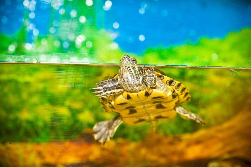 在水族馆的水中游泳水里有乌龟高清图片下载-正版图片504803137-摄图网