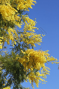 女盛宴的黄色芳香mimo图片