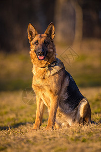 野外的德国牧羊犬图片