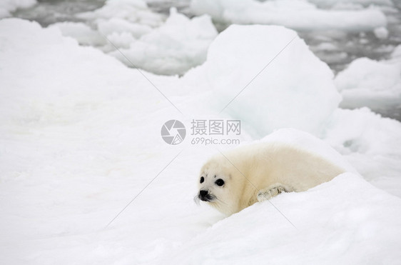 白海冰面上的竖琴海豹宝幼崽图片