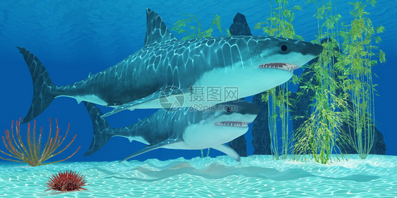 巨龙是来自史前海洋的一头绝迹的巨牙鲨鱼图片