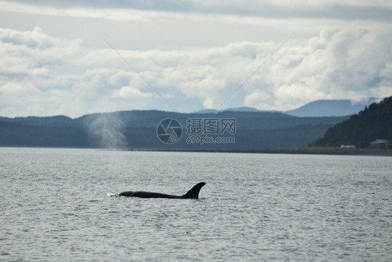 阿拉斯加朱诺的观鲸冒险海洋生物旅游目的地座头鲸尾图片