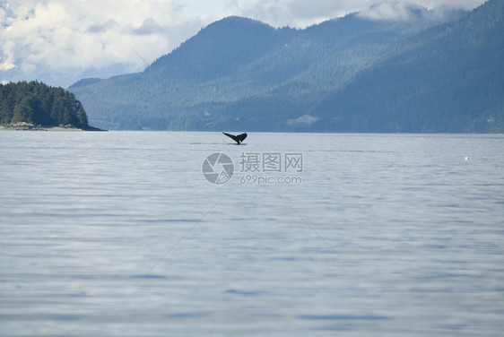 阿拉斯加朱诺的观鲸冒险海洋生物旅游目的地座头鲸尾图片