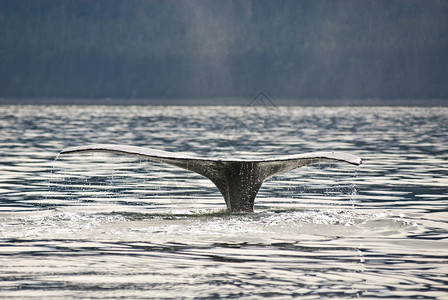 观鲸从Juneau图片