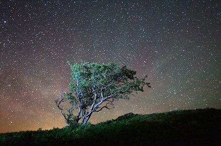 星空背景下的夜景孤树图片