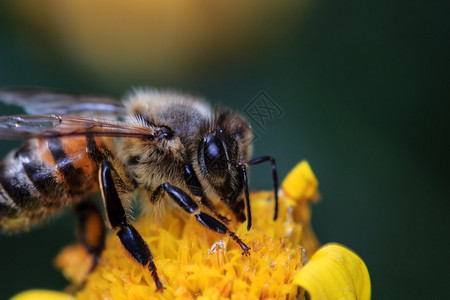 黄花上的蜜蜂图片