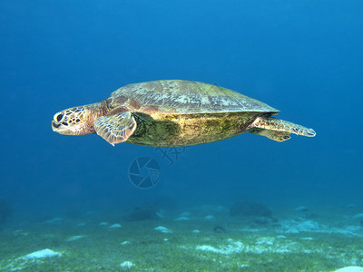 菲律宾薄荷岛海的绿海龟图片
