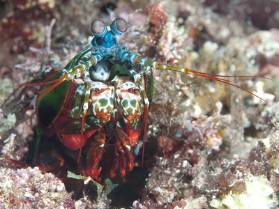 菲律宾薄荷岛海的孔雀螳螂虾图片