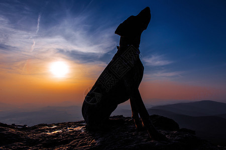 日落时在岩石上的猎犬图片