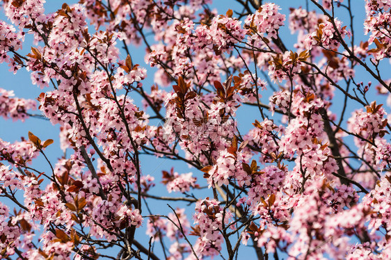 梅树粉红色的花朵在春天在蓝天上绽放图片