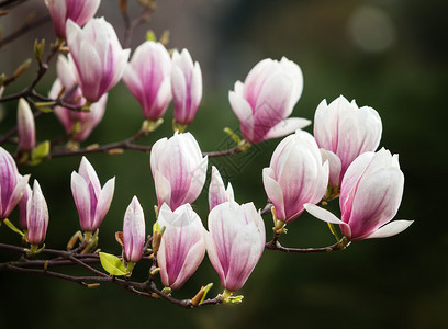 春时盛开木兰花的软焦点图像图片