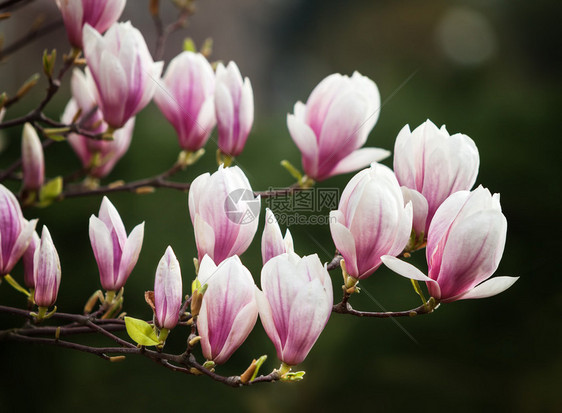 春时盛开木兰花的软焦点图像图片