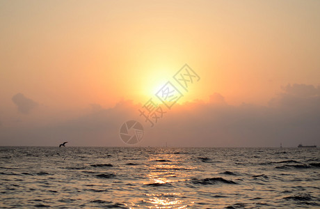 以海鸥为背景的美丽日落图片