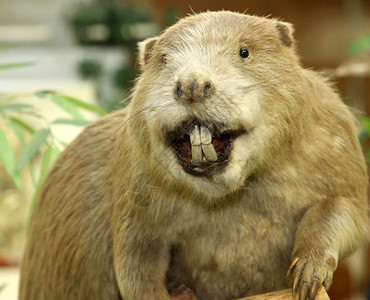 有巨大门牙的巨型海狸图片素材