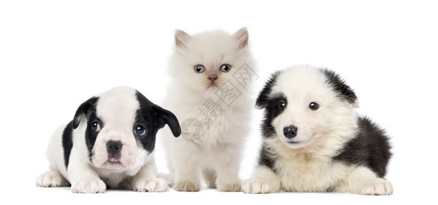 黑色和白色的小狗和小猫图片