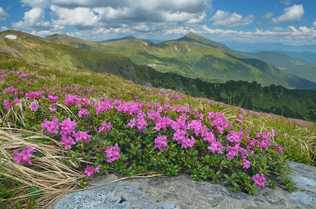 百里杜鹃,山地景观和夏季花朵草地上布满了罗多登德伦树丛喀尔巴阡山
