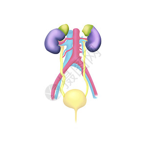 人体泌尿系统图片