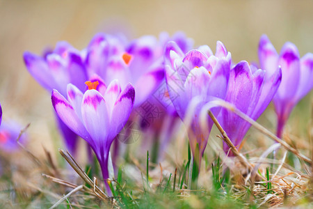 开花的紫罗兰色番红花春天的花朵图片