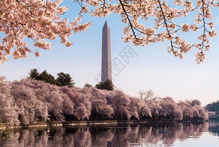 樱花在樱花节期间构成华盛顿特区华盛顿纪念碑的框架背景图片