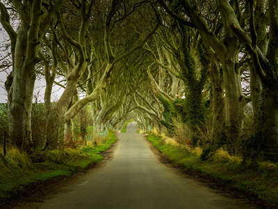 北爱尔兰的魔法景观被称为黑暗礁与布雷加路经过在古代山毛树下图片