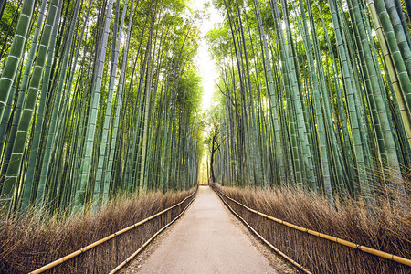 日本京都竹林图片