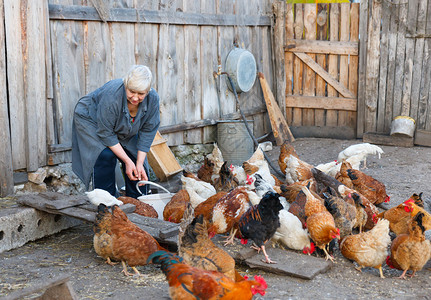 农场里的成年女鸡群图片