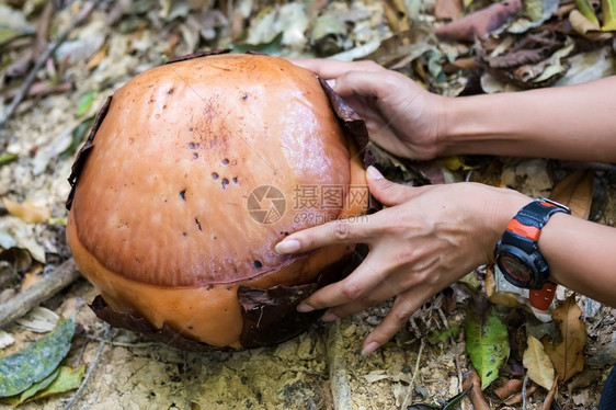 这是世界上最大的花朵图片